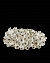 Currey 1200-0429 - Sulawasi Shells